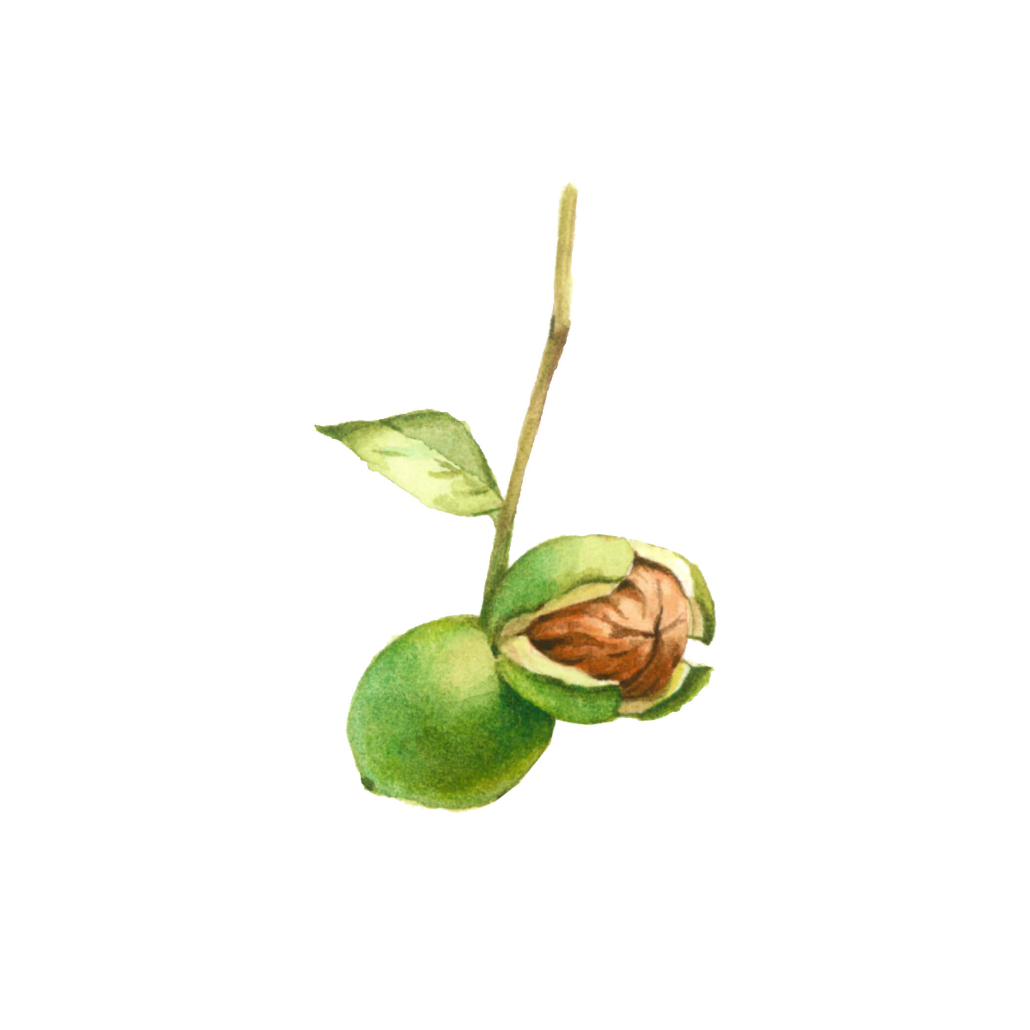 核桃壳粉