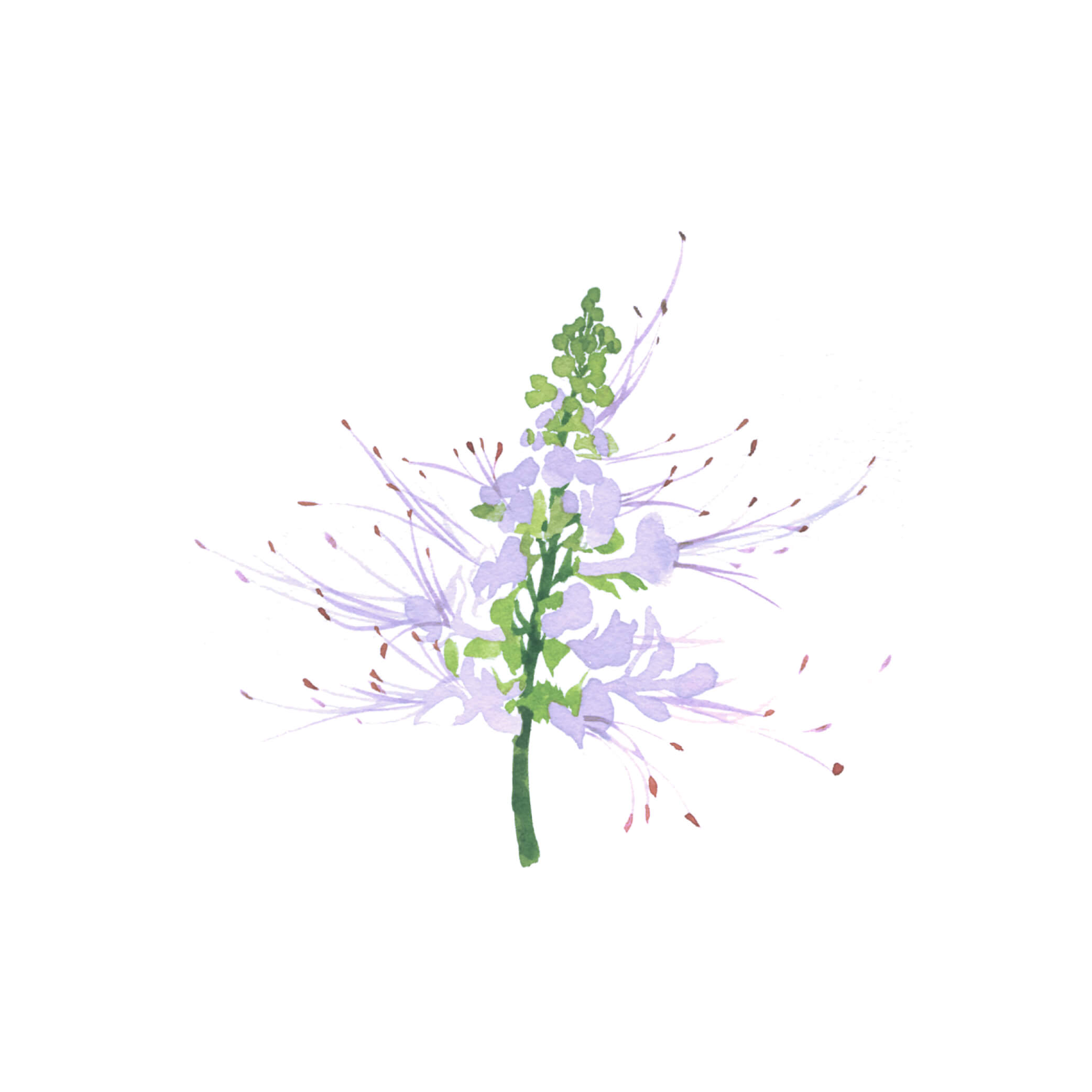 猫须草