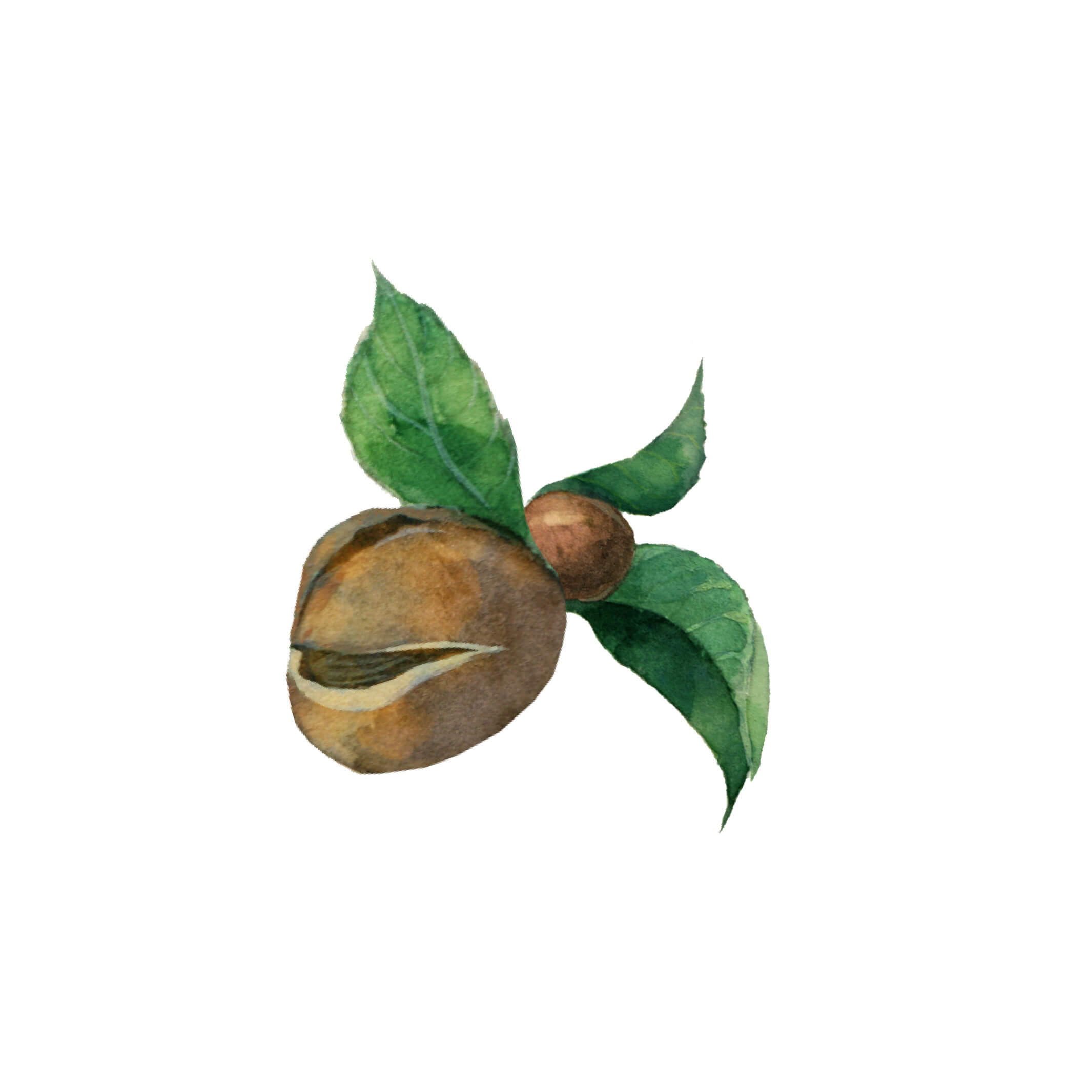 山茶籽油