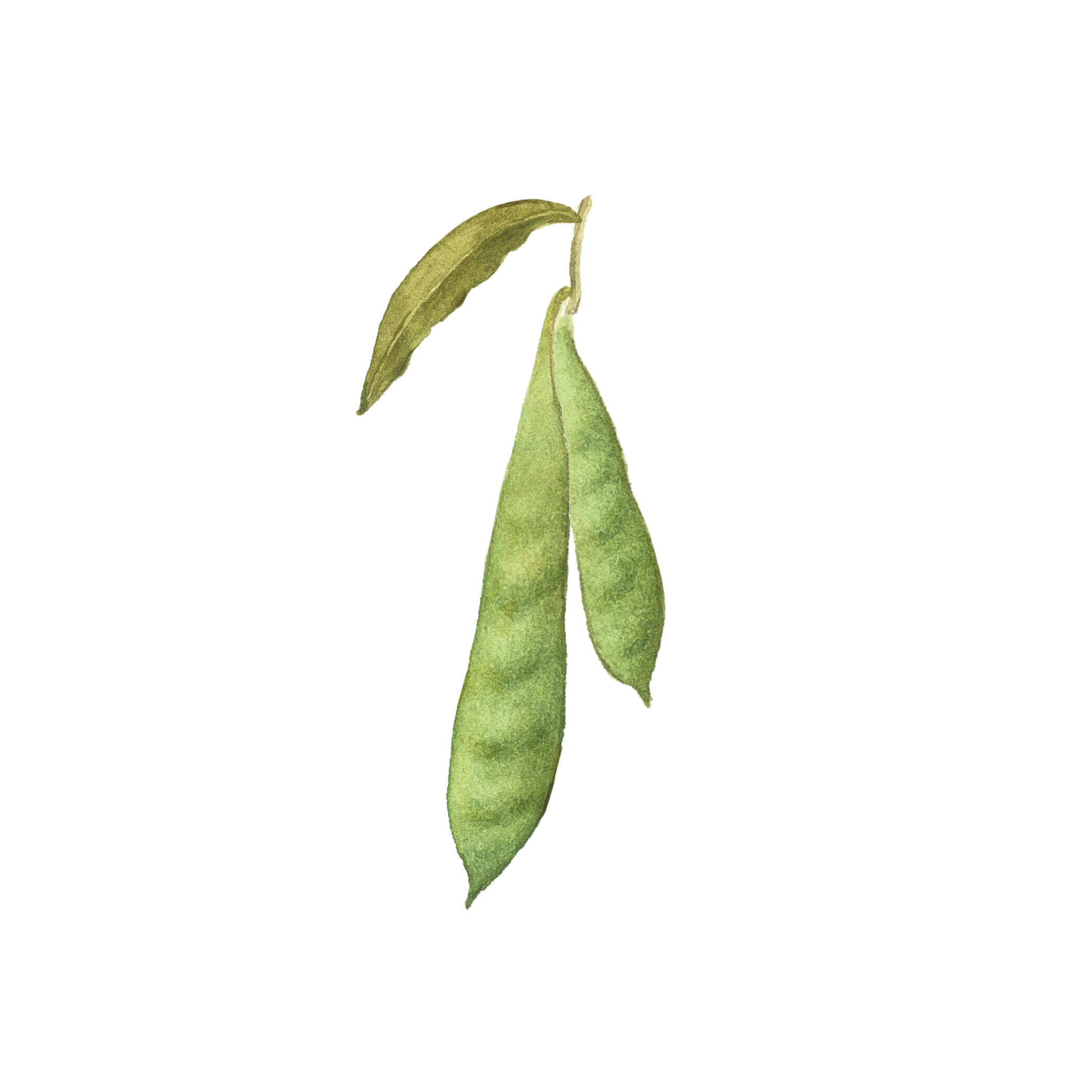 皂角